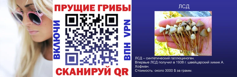 Псилоцибиновые грибы Psilocybine cubensis Буинск